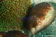 Amphiprion polymnus Stichodactyla haddoni ponte-Liwutonkidi Island 2-18m-20180604-Denis-ADER-DSC_4009_tn